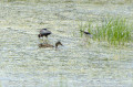 Trio d'oiseaux