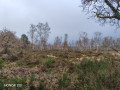 Trou&eacute;e dans la for&ecirc;t