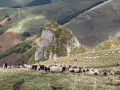 Troupeau de mouton non loin du Pic des Escaliers