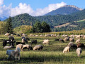 Tour des collines entre le Bez et le ruisseau des Boidans, par les Payats