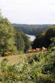 Troupeau de vaches avec au fond la Creuse