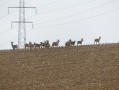 Ringeldorf et son bois depuis Morschwiller