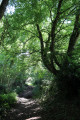 Tunnel de verdure