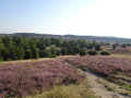 Lüneburger Heide ab Oberhaverbeck