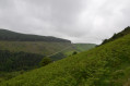 Uldale Plantation and Nannycatch gate