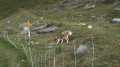 A well-guarded mountain pasture.