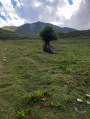 Un arbre dans la prairie