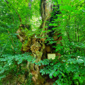 Un arbre qui a abrité des pèlerins