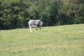 Un bel exemplaire de la la race bovine Bleue Mixte