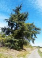 Un cèdre envahit par la vigne