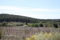 Un champs de vignes