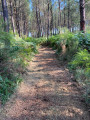 Un chemin dans les bois