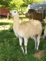 un lama