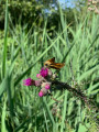 Un papillon sur un chardon