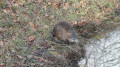 Un ragondin sur le bord du canal de la Sauldre