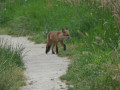 Un renard sur le chemin.