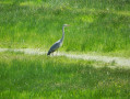 Un représentant des oiseaux du marais