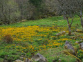 Gaschney, Schaeferthal, Frankenthal et le Sentier de la Bloy