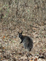 Un wallabie intrigué