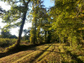 Une belle forêt de feullus