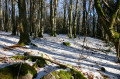 Forêt sous la neige