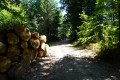 Une bonne partie de la randonnée se fait en forêt