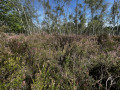 Une forêt de Bruyères