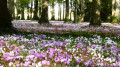 Une forêt de crocus