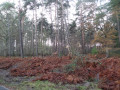 Une forêt de résineux