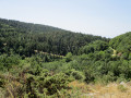 Une forêt en bonne santé