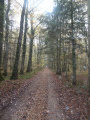 Une forêt mixte