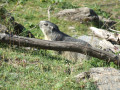 Une marmotte