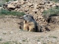 Une marmotte