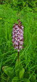 Une Orchis pourpre.