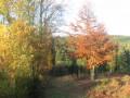 Une partie très vallonée de la forêt de Montfort