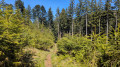 A pine forest