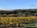 Le vignoble des hauts de Gaillac et le Bois de Gradille