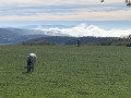 Villages et pastoralisme dans le Haut Languedoc