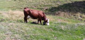 Vache Abondance