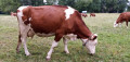 Vache Montbéliarde