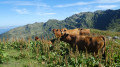 Vaches de race Tarentaise