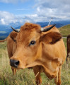 Vache Tarine