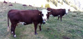 Vaches Abondance