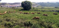 Vaches allaitantes au pâturage