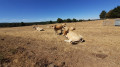 Vaches Aubrac au pré