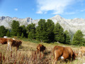 Vaches aux chalets de la Taure