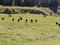 Vaches dans l'alpage d'Orgeval