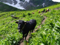 Vaches dans l'alpage.