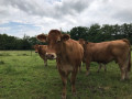 Vaches dans la campagne