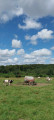 Vaches dans une prairie